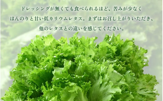 【訳あり】低カリウムレタス 500g 不揃い クリーンルーム栽培 鮮度長持ち 【野菜 生野菜 レタス サラダ 水耕栽培 洗わず食べられる 時短 付け合わせ 規格外】[m40-a013]