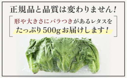 【訳あり】低カリウムレタス 500g 不揃い クリーンルーム栽培 鮮度長持ち 【野菜 生野菜 レタス サラダ 水耕栽培 洗わず食べられる 時短 付け合わせ 規格外】[m40-a013]