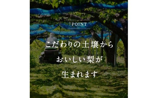 【ID01】鳥取県南部町産　井田農園の二十世紀梨（3kg箱）8月下旬～随時出荷予定