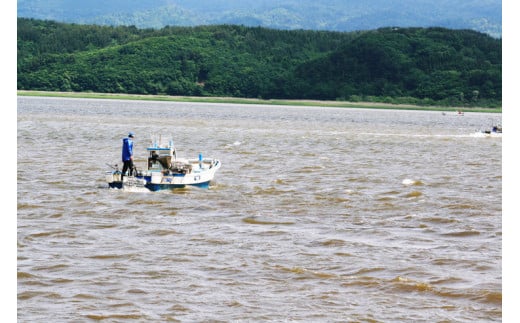 [青森県十三湖産] 冷凍しじみ 大サイズと中サイズ・2種類の詰め合わせセット｜青森 つがる市特産 みそ汁 味噌汁 大和しじみ [0433]