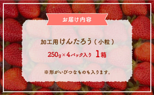 【2025.5月以降順次出荷】北海道 豊浦 いちご 加工用 小粒 けんたろう 250g×4パック1箱 約1kg 【 ふるさと納税 人気 おすすめ ランキング 果物 いちごイチゴ 苺 けんたろう パック おいしい 美味しい 農園直送 採れたて 新鮮 産直 苺 ストロベリー 
 北海道 豊浦町 送料無料 】 TYUW003