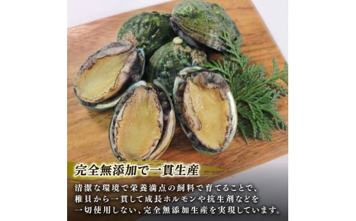 三陸翡翠あわび お試しセット 30g×6個 冷凍 鮑 青空レストラン 蝦夷あわび あわび アワビ 鮑 Abalone ステーキ バターソテー 正月 お正月 おせち 刺し身 刺身 バーベキュー BBQ ごはん 夕飯 おかず おつまみ 晩酌 米 丼 海産物 海鮮 魚介 魚介類 贈答品 お中元 お歳暮 大船渡 三陸 岩手県 国産暮