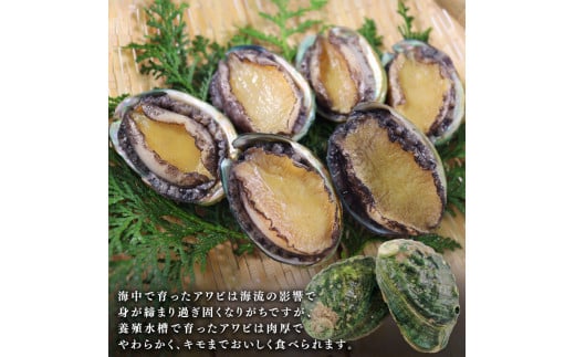 三陸翡翠あわび お試しセット 30g×6個 冷凍 鮑 青空レストラン 蝦夷あわび あわび アワビ 鮑 Abalone ステーキ バターソテー 正月 お正月 おせち 刺し身 刺身 バーベキュー BBQ ごはん 夕飯 おかず おつまみ 晩酌 米 丼 海産物 海鮮 魚介 魚介類 贈答品 お中元 お歳暮 大船渡 三陸 岩手県 国産暮