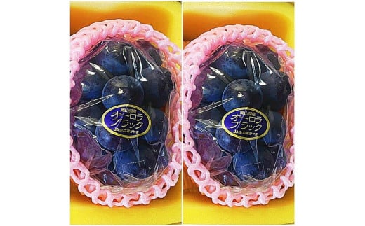 ぶどう 2026年 岡山県産 オーロラブラック2房(1房480g以上)　化粧箱入り