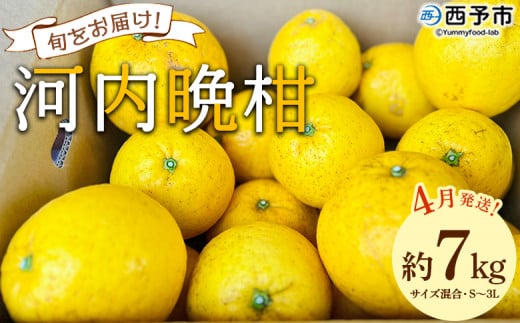 ＜《4月発送》旬をお届け！河内晩柑 約7kg＞ みかん ミカン 蜜柑 果物 柑橘類 果実 オレンジ フルーツ かわちばんかん カワチバンカン 15～20個前後 特産品 国産 明浜産 二ノ宮商事 愛媛県 西予市【常温】