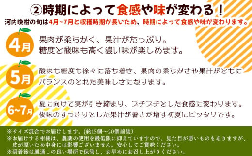 ＜《4月発送》旬をお届け！河内晩柑 約7kg＞ みかん ミカン 蜜柑 果物 柑橘類 果実 オレンジ フルーツ かわちばんかん カワチバンカン 15～20個前後 特産品 国産 明浜産 二ノ宮商事 愛媛県 西予市【常温】