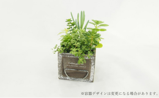 多肉植物寄せ植え 8種以上