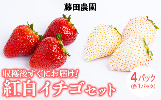 ＜先行予約＞ 【スカイベリー ミルキーベリー】鬼怒川の恵みをたっぷり受けた　栃木県上三川（かみのかわ）町産　紅白イチゴセット【紅白各2パック】 いちご イチゴ 苺 白いちご 紅白いちご
※2024年1月中旬～3月中旬頃に順次発送
※離島への配送不可