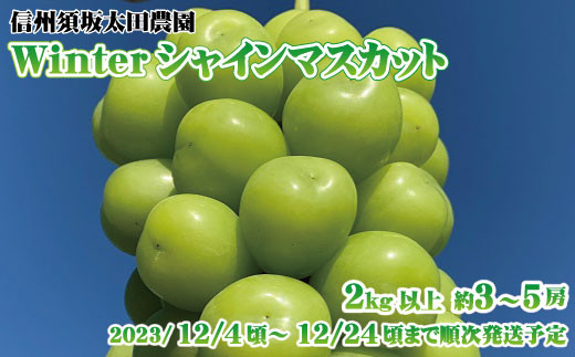 [No.5657-2668]【冷蔵熟成】Winter シャインマスカット 2kg以上（約3～5房）農園直送《株式会社 信州須坂太田農園》■2023年発送■※12月上旬頃～12月下旬頃まで順次発送予定