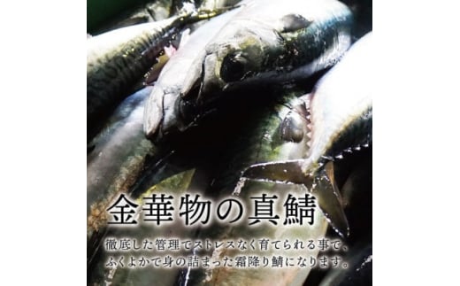 宮城県石巻産＜金華物 鯖刺と塩さば一夜干しセット＞CAS冷凍・養殖【1452000】