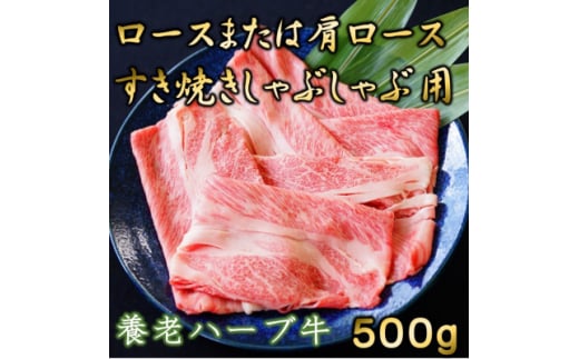 養老ハーブ牛　ロースまたは肩ロース　すき焼き・しゃぶしゃぶ両用　500g【1273632】