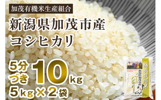 【令和6年産新米先行予約】【5分づき】新潟県加茂市産 特別栽培米コシヒカリ 精米 10kg（5kg×2） 従来品種コシヒカリ 加茂有機米生産組合