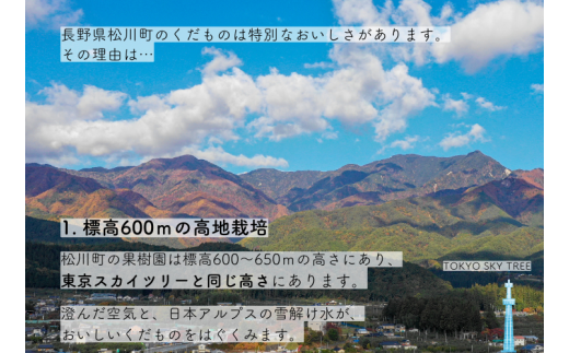 KW10-24A 梨 あきづき 約3kg（6～9玉） 松川町産 贈答 ／9月下旬頃〜発送予定 // 長野県 南信州 松川町 和梨 梨 なし ナシ 約3㎏ あきづき 産地直送 農家直送 農家支援 果物 フルーツ