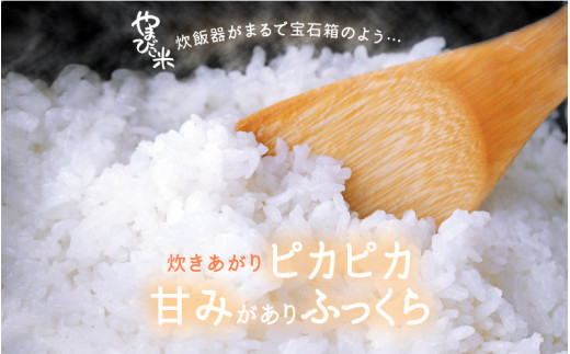 米 令和6年産 コシヒカリ 10kg × 2袋 計20kg 新庄やまびこ米（白米） [m23-d001]