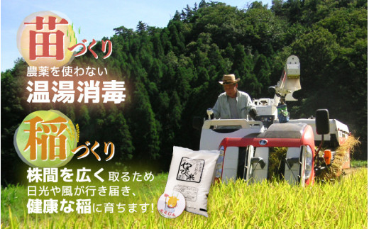 米 令和6年産 コシヒカリ 10kg × 2袋 計20kg 新庄やまびこ米（白米） [m23-d001]