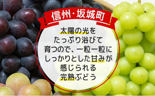 [№5729-0302]種無し 巨峰 約2kg 3～6房 宮原ぶどう園 ぶどう 長野 ブドウ フルーツ 果物【 果物類 】