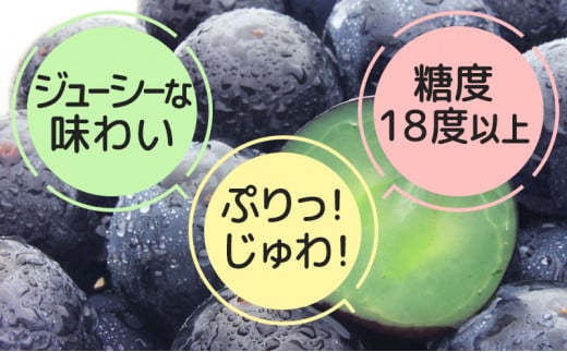 [№5729-0302]種無し 巨峰 約2kg 3～6房 宮原ぶどう園 ぶどう 長野 ブドウ フルーツ 果物【 果物類 】