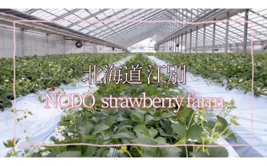 よつぼしいちご　約600g（約300g×2パック）