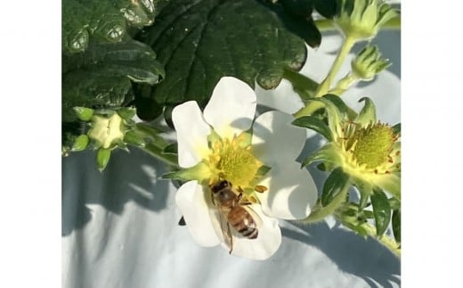 よつぼしいちご　約600g（約300g×2パック）