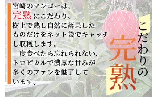 【ふるさと納税】先行予約【期間数量限定】2025年5月発送＜宮崎県産完熟マンゴー 3L～4L 2玉＞【B-0602-yk-x1】【みまたんよかもん協同組合】