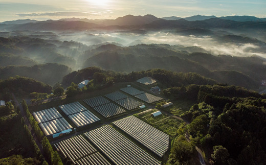 奥出雲葡萄園　杜のワイン赤　2本セット 【島根県 雲南市 国産 自然 ぶどう ブドウ 葡萄 酒 アルコール わいん 杜 もり 庭カフェ NIWACAFE ワイナリー】