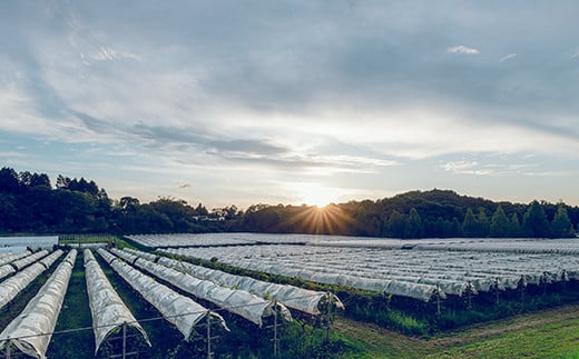 奥出雲葡萄園　杜のワイン赤　2本セット 【島根県 雲南市 国産 自然 ぶどう ブドウ 葡萄 酒 アルコール わいん 杜 もり 庭カフェ NIWACAFE ワイナリー】