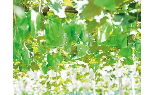 厳選 シャインマスカット 2房 合計1.1kg以上 産地直送 朝採れ ぶどう 葡萄 Kawahara Green Farm 岡山県産 2024年 