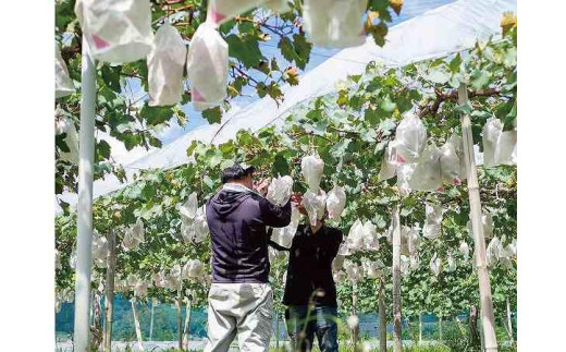 厳選 シャインマスカット 2房 合計1.1kg以上 産地直送 朝採れ ぶどう 葡萄 Kawahara Green Farm 岡山県産 2024年 