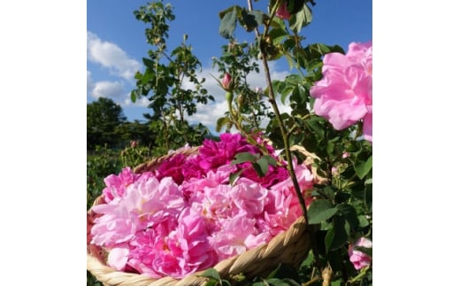 ローズジャム(薔薇ジャム)薔薇花弁からつくったプレミアムな逸品【1416290】