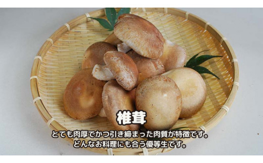 しいたけ 粉末 3袋 セット（各 35g ）（茨城県共通返礼品：城里町） シイタケの粉末 しいたけ 野菜 乾燥 椎茸 きのこ パウダー 手軽 時短