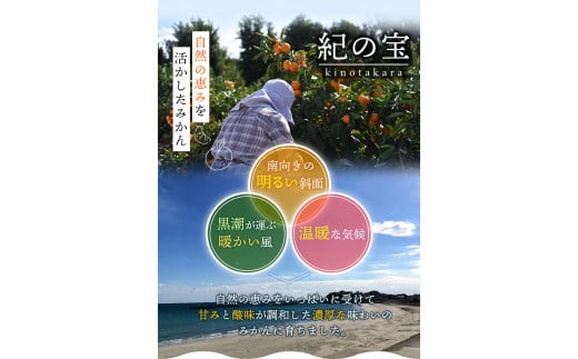 たにぐち農園早生温州みかん(マルチ栽培)　3kg【11月下旬～12月中旬に順次発送】 /   不揃い 早生 温州 みかん 蜜柑 