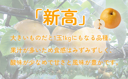 最高級 蔵王の梨  新高  約5kg 特秀･大玉　【04301-0718】梨 なし 果物 くだもの スイーツ フルーツ デザート 甘い ジューシー 蔵王