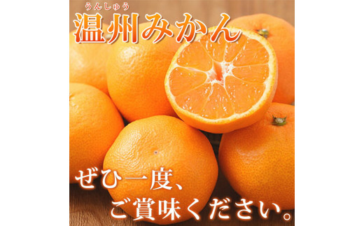 【先行予約】紀州有田産 濃厚完熟 温州みかん 5kg ※2024年11月下旬頃～2025年1月下旬頃に順次発送予定 / みかん ミカン 蜜柑 温州みかん 柑橘 フルーツ 果物 くだもの 和歌山【uot006】