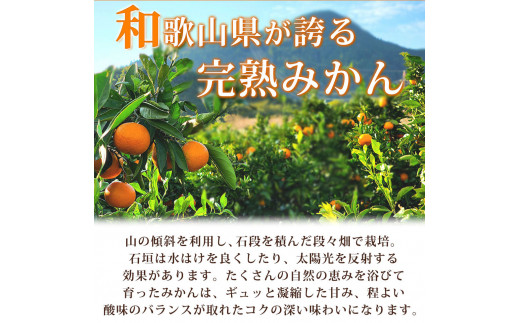 【先行予約】紀州有田産 濃厚完熟 温州みかん 5kg ※2024年11月下旬頃～2025年1月下旬頃に順次発送予定 / みかん ミカン 蜜柑 温州みかん 柑橘 フルーツ 果物 くだもの 和歌山【uot006】