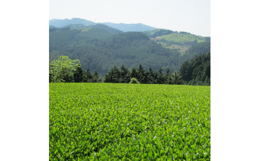 奥八女星野村 深蒸し高級煎茶(深蒸し茶)100g×2袋【銘茶 福岡銘茶 お取り寄せ 茶 お茶 おちゃ 八女茶 高級 煎茶 人気 おすすめ ソフトドリンク 飲料 常温 福岡県大任町ふるさと納税 送料無料 AP016】