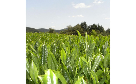 奥八女星野村 深蒸し高級煎茶(深蒸し茶)100g×2袋【銘茶 福岡銘茶 お取り寄せ 茶 お茶 おちゃ 八女茶 高級 煎茶 人気 おすすめ ソフトドリンク 飲料 常温 福岡県大任町ふるさと納税 送料無料 AP016】