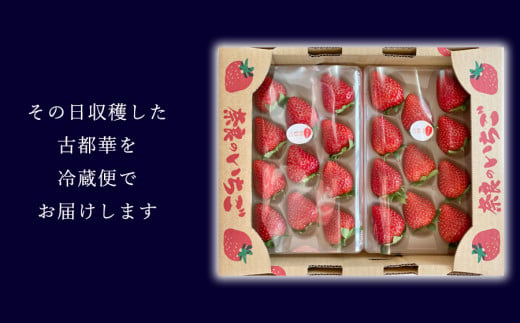 定期便 いちご 奈良県のいちご古都華2パック3ヶ月定期便 2025年1月発送開始 // /苺 いちご イチゴ 古都華 奈良 奈良県 広陵町 生産者直送 直送 厳選 数量限定 旬 フルーツ 甘い 完熟 果物 3ヶ月定期便