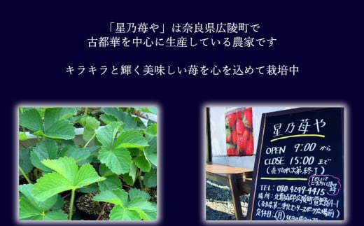 定期便 いちご 奈良県のいちご古都華2パック3ヶ月定期便 2025年1月発送開始 // /苺 いちご イチゴ 古都華 奈良 奈良県 広陵町 生産者直送 直送 厳選 数量限定 旬 フルーツ 甘い 完熟 果物 3ヶ月定期便