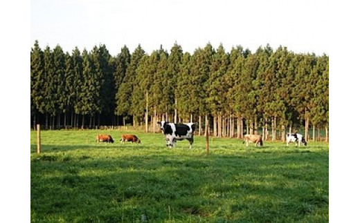 広大な土地で羊も飼われています。