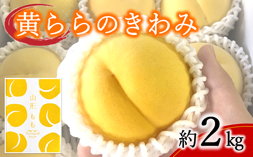 【令和7年産先行予約】 黄桃 「黄ららのきわみ」 約2kg (6～9玉) 《令和7年9月中旬～発送》 『南陽中央青果市場』 桃 もも 果物 フルーツ デザート 山形県 南陽市 [1044]