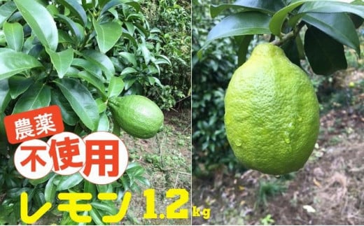 栽培中 農薬不使用 レモン 璃の香  1.2kg 数量限定 希少 贈り物 ギフト [№5714-0204]