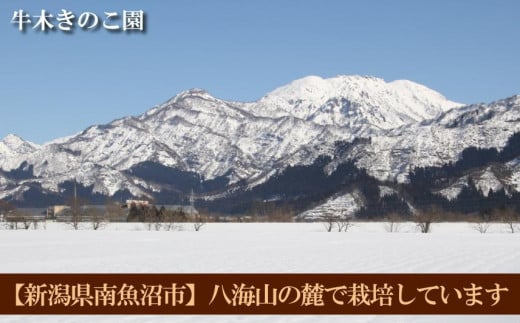 牛木きのこ園 八海山の雪解け水で育つ プレミアムな椎茸 魚沼 てんけいこ サイズいろいろ ８００ｇ 肉厚で芳醇な旨味！