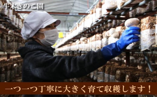 牛木きのこ園 八海山の雪解け水で育つ プレミアムな椎茸 魚沼 てんけいこ サイズいろいろ ８００ｇ 肉厚で芳醇な旨味！