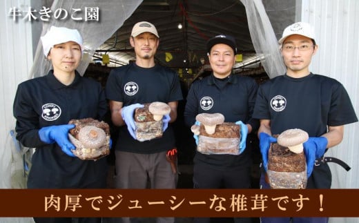 牛木きのこ園 八海山の雪解け水で育つ プレミアムな椎茸 魚沼 てんけいこ サイズいろいろ ８００ｇ 肉厚で芳醇な旨味！