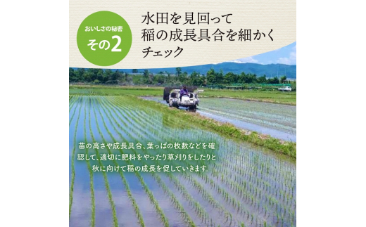 【令和5年産米】※2024年3月下旬スタート※ はえぬき60kg（10kg×6ヶ月）定期便 山形県産【JAさがえ西村山】