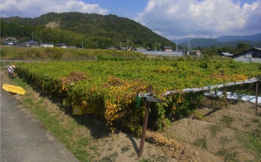 【四国一小さなまちの自然薯】田野町特選 『令和6年産 自然薯』　約1.6kg