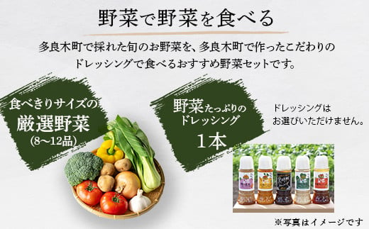 定期便6回【 野菜で野菜を食べる 】旬のこだわり 野菜 ＆ドレッシング セット  (3〜4名様向け) 