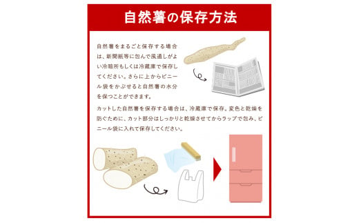 29.【先行予約】 自然薯 セット 《11月中旬‐12月末頃出荷》 水車の里フルーツトピア 岡山県 矢掛 自然薯　野菜 自然生 山芋