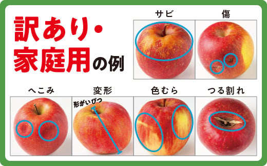 旬のりんご 【 定期便 】 家庭用 3kg × 4回 ファームたんぽぽ 沖縄県への配送不可 2024年9月上旬頃から2024年12月下旬頃まで順次発送予定 令和6年度収穫分 長野県 飯綱町 [1822]