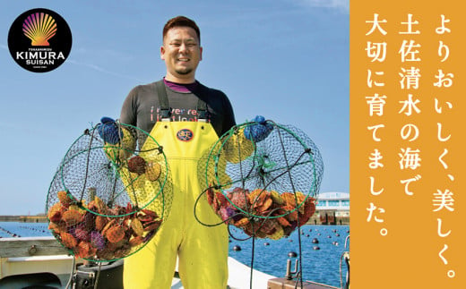 生け簀でお届けヒオウギ貝100個セットエアポンプ付（ホタテの仲間）アウトドア キャンプ 海鮮BBQ 魚貝 刺身 生 貝殻付 活 貝柱 酒蒸し バーベキュー【R00679】